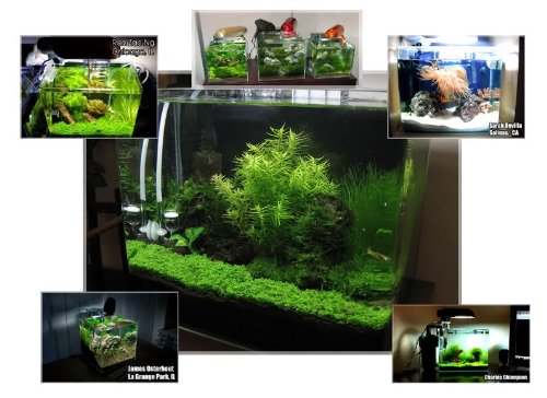 CL26BK: Finnex Aquarium Nano Refugium Cliplight including 3U Blue White Bulb & Moonlight LED - REAL BLACK