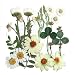 Silver J Pressed flower, mixed flower 2 packs, Daisy, Chrysanthemum, Shamrock, Multicules, Foliage
