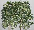 24" Variegated English Ivy Ledge Garden