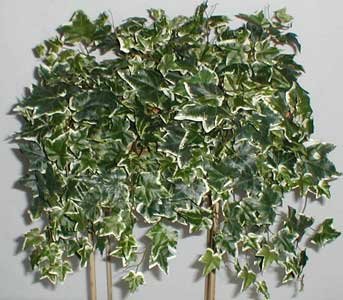 24" Variegated English Ivy Ledge Garden