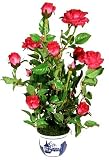 60cm Rose Plant in Porcelain Pot - Deep Pink - Artificial Plant
