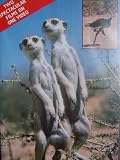 Meerkats United & The Impossible Bird (1987) (BBC Wildlife Specials)