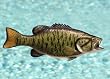Taxidermy 12" Fiberglass Small Mouth Bass Wall Mount
