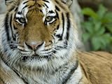 Siberian Tiger at the Henry Doorly Zoo in Omaha, Nebraska Photographic Poster Print by Joel Sartore, 12x9