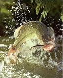 Amazing Bass And Fly Fishing Art Poster Print - 16