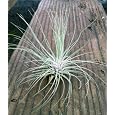 BUY : Airplants Tillandsia Argentea 10 Pack
