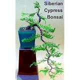 Rare Siberian Cypress - Microbiota - Outside or Bonsai