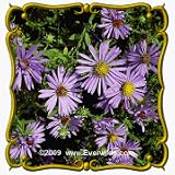 1 Oz Aromatic Aster (Aster oblongifolius) Bulk Wildflower Seeds