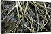 Canvas Prints of ROG-12159 Red mangrove - stilt roots exposed at low tide, with seedlings from Ardea Wildlife Pets