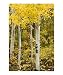 Golden Aspens Botanical Photographic Poster Print by Linda Armstrong, 20x24