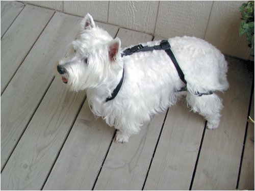 Anti Jump Harness