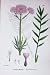 Botany Plants C1902 Great Wild Valerian Officinalis