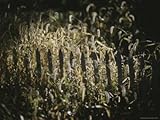 IMAGE OF A Sunlit Patch of Overgrown Grass Overwhelms a Wooden Fence Stretched Canvas Poster Print, 24x32