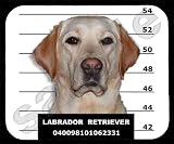 Labrador Retriever Mugshot Mouse Pad