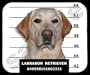 Labrador Retriever Mugshot Mouse Pad