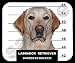   - Labrador Retriever Mugshot Mouse Pad