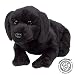  - asthma friendly Black Labrador