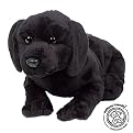 asthma friendly Black Labrador