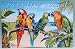Decorative Wooden Wall Plaque Macaw Parrot Motif