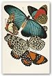 Collection II (Butterflies) by Winter Works 12"x8" Art Print Poster