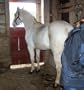 Horses and Foals (First Book)