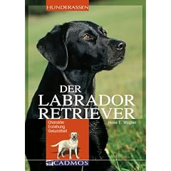 Labrador Retriever: Charakter Erziehung Gesundheit
