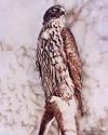 Goshawk Bird of Prey POSTCARD of Steve Greaves Painting