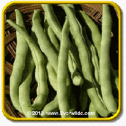 1 Oz Green Bean Seeds - 'Kentucky Wonder 125' Bulk Vegetable Seeds