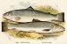 Art Poster, Short-Headed Salmon and Silvery Salmon - 27.5 x 18.75