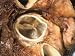 Tricuspid Valve of Heart an Atrioventricular Valve Photographic Poster Print, 16x12