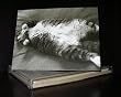 Talk to the Paw! Greeting Cards - Mornings