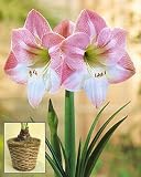Amaryllis Appleblossom in a Rattan Basket