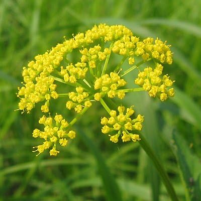 Golden Alexanders Seeds