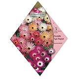 [多肉植物・マツバボタンの仲間 春・秋まき　花タネ][フランス花の種]メセン ブリアンセマム