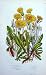 C1870 Anne Pratt Plants Hawkbit Cats Ear Hairy Thrincia