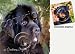 Newfoundland Dog Drink Coasters