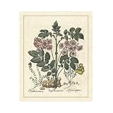 Besler Floral V Poster Print