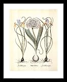 Iris Flower Bulbs Pretty Floral White Wood-Mounted Art Poster Print - 16