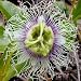 PURPLE PASSION FLOWER PASSIFLORA EDULIS 10 seeds