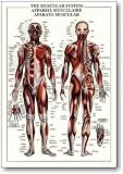 Muscular System, The, Art Print by Hobby Posters
