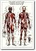 Muscular System, The, Art Print by Hobby Posters