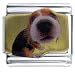 beagle6 - Beagle Animal Photo Italian Charms Bracelet Link