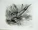 1906 The Bittern Botaurus Stellaris Adult Bird Plate