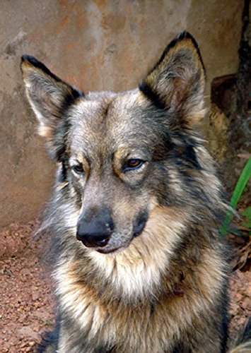 ジャーマンシェパード：あなたが知る必要があるすべて