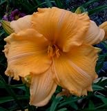 Orange Velvet Daylily