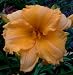 Orange Velvet Daylily