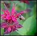Bee Balm Perennial - 20 Seeds - Monarda