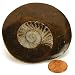 Ammonite Fossil