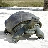 IMAGE OF On Sale!! The Grand-Scale Wildlife Animal Collection: The Galapagos Tortoise Statue