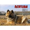 T�rschild FunSchild SE490 DIN A5 laminiert ACHTUNG Hund Eurasier
